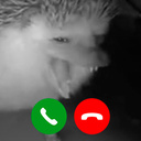 Call Sneezing Hedgehog