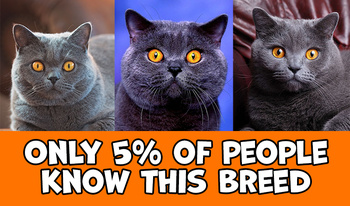 Only 5% of people know this breed