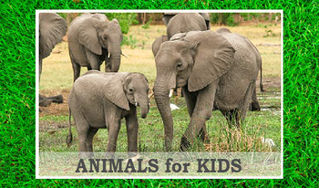 Animals for kids and their sounds