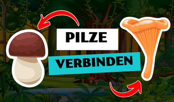 Pilze verbinden