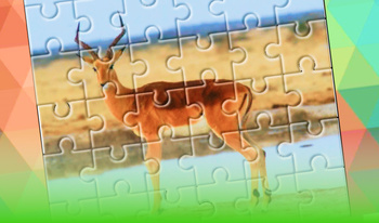 Solve the puzzle - nature and animals