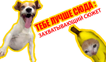 Тебе лучше сюда: Захватывающий сюжет